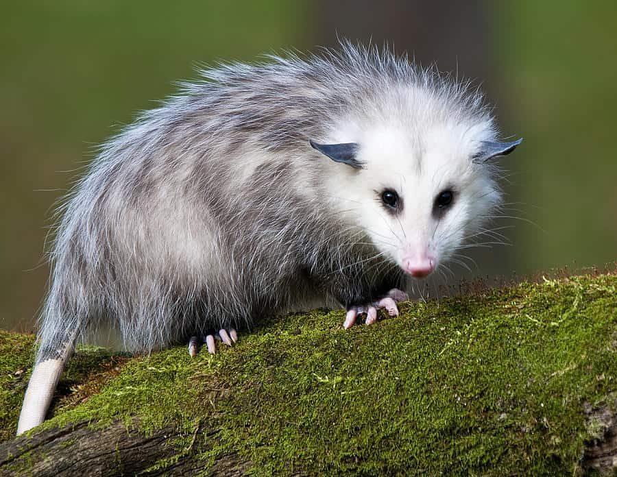 http://www.prettyprudent.com/wp-content/uploads/2017/09/1-opossum-paul-cannon.jpg