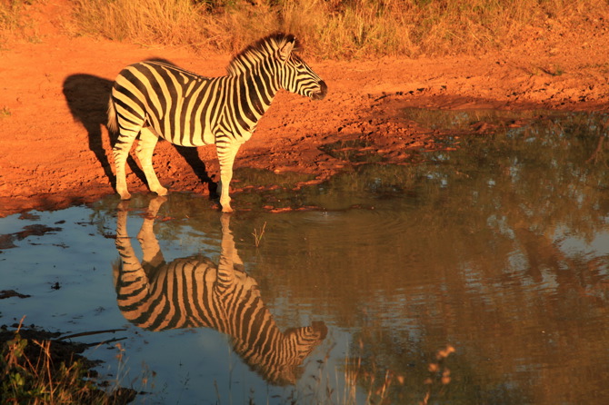 zebra kapama south africa 1