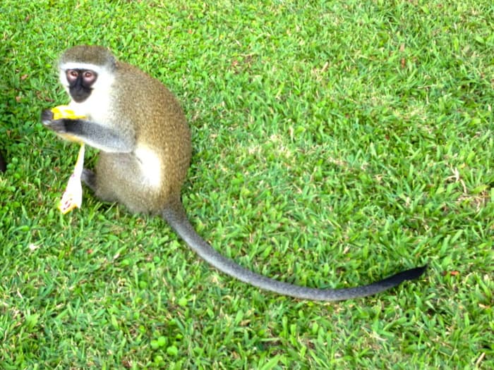 vervet monkey south africa