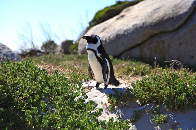 boulders beach penguin