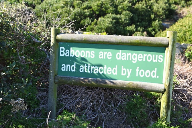 cape of good hope don't feed the baboons