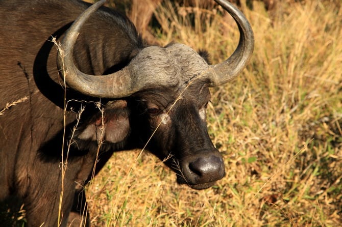 kapama south africa cape buffalo