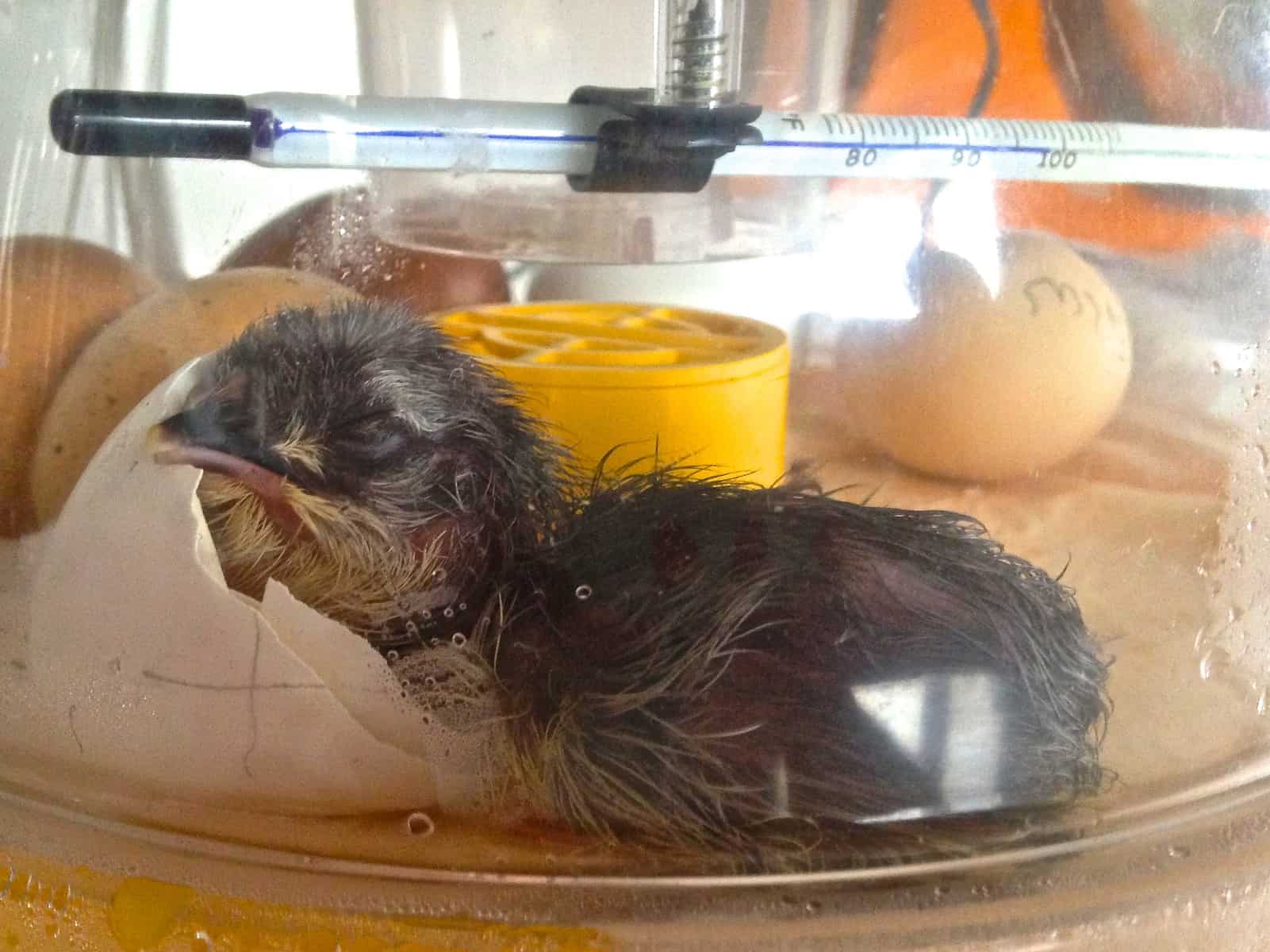 Just Hatched Chick