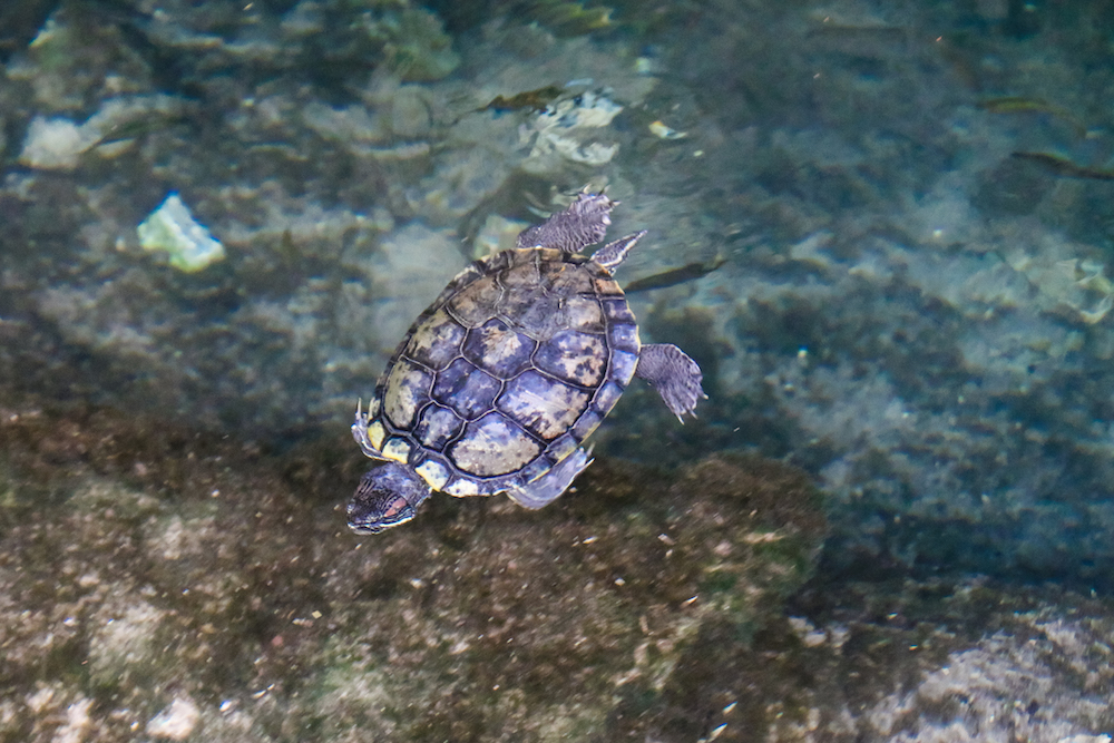 Tulum Gran Cenote Turtle