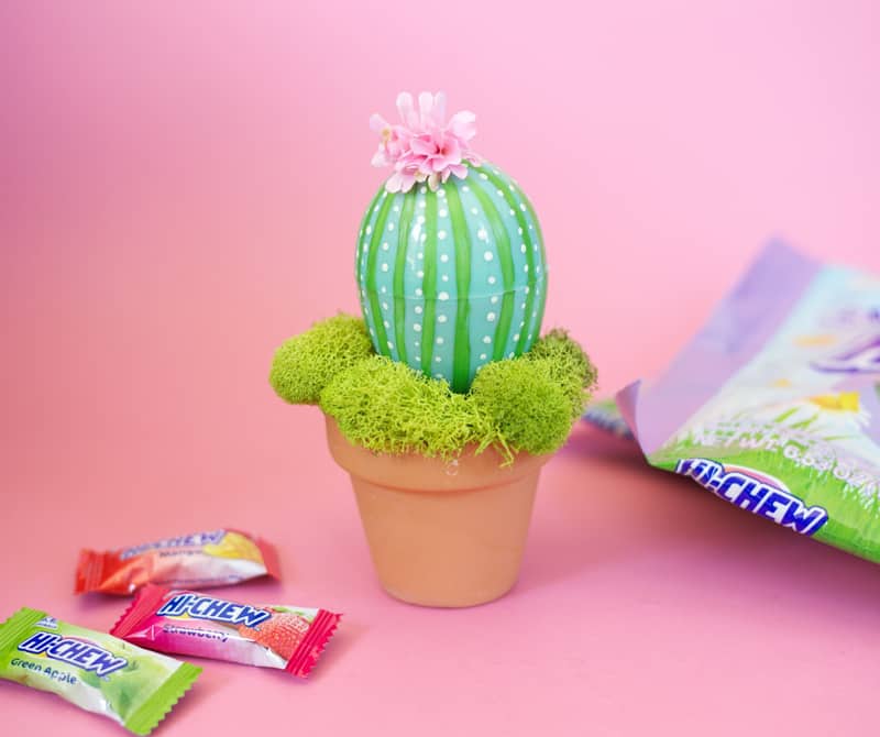Potted Easter Egg Cactus