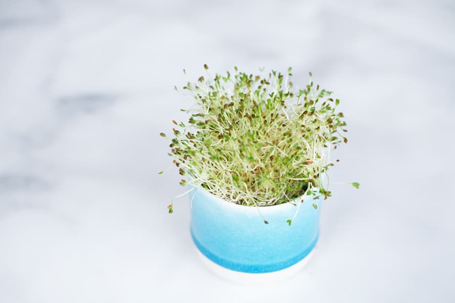 How to grow sprouts